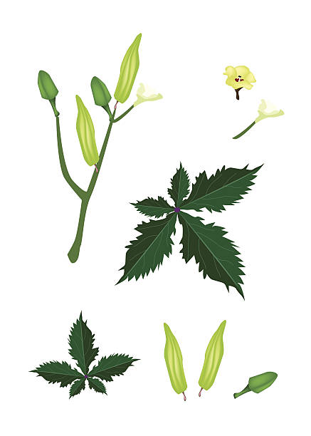 Parts of Okra Plant on White Background vector art illustration