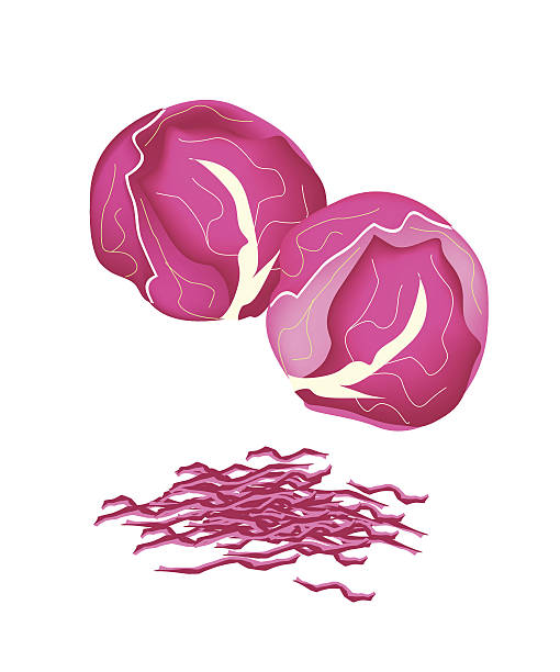 Fresh Purple Cabbage Vegetable, Vector Illustration of Delicious Fresh Purple Cabbage with Julienne Purple Cabbage Isolated on White Background. red cabbage stock illustrations