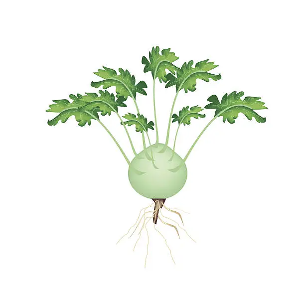 Vector illustration of Fresh Kohlrabi on A White Background