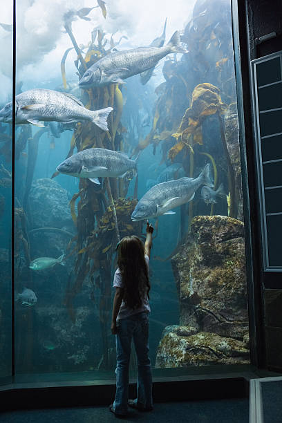 istock Little girl looking at fish tank 480892970