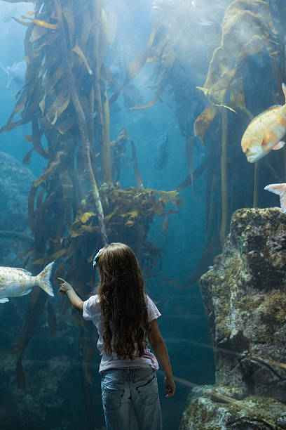istock Little girl looking at fish tank 480892988
