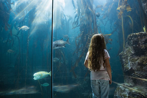 istock Little girl looking at fish tank 480893008