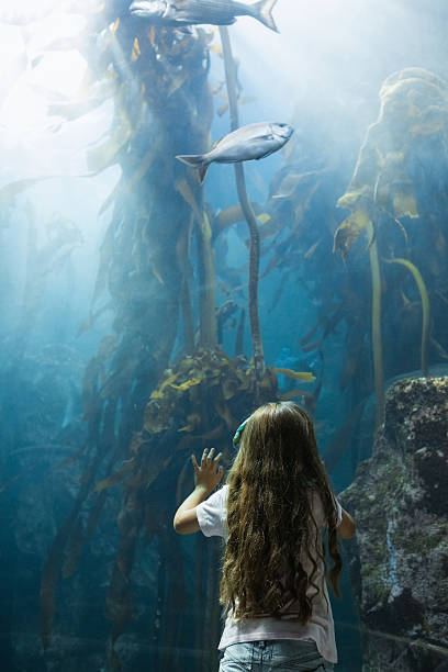 istock Little girl looking at fish tank 480893024