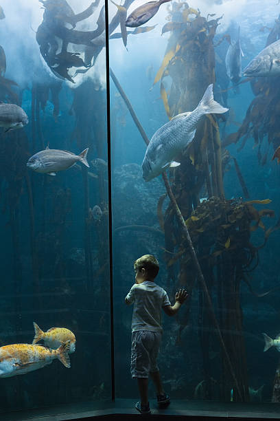istock Little boy looking at fish tank 480893032