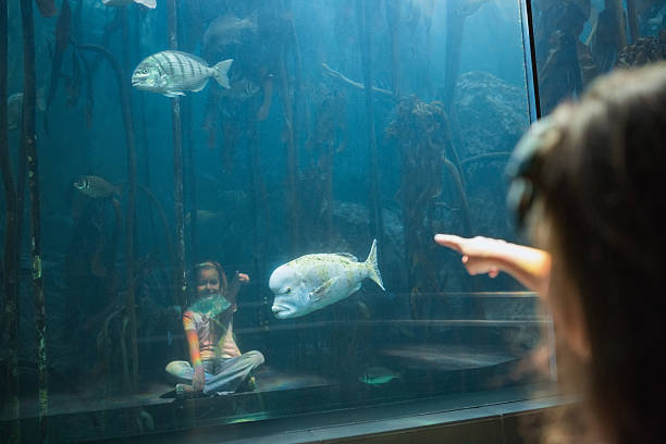 istock Little girl looking at fish tank 480893038