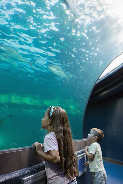 istock Little siblings looking at fish tank 480893048