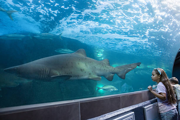 istock Little siblings looking at fish tank 480893050
