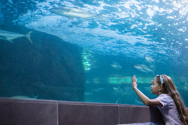 istock Little girl looking at fish tank 480893068