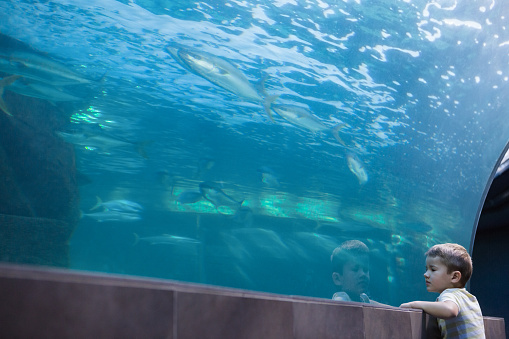 Little boy looking at fish tank at the aquarium