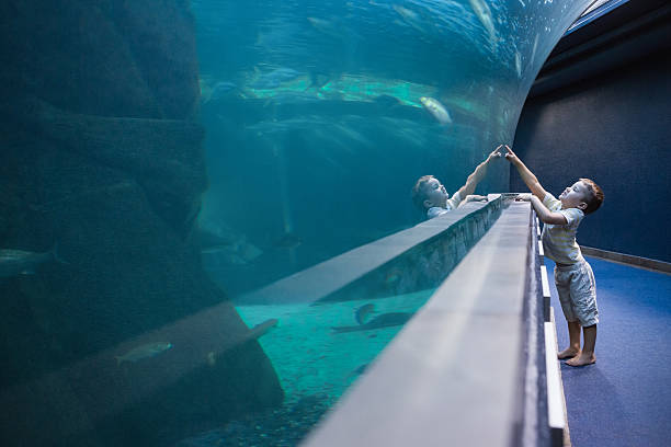 istock Little boy looking at fish tank 480893100