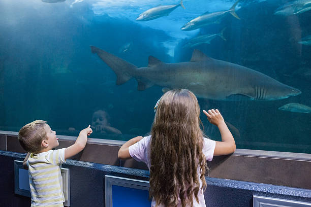 istock Little siblings looking at fish tank 480893136