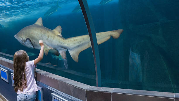 istock Little girl looking at fish tank 480893148