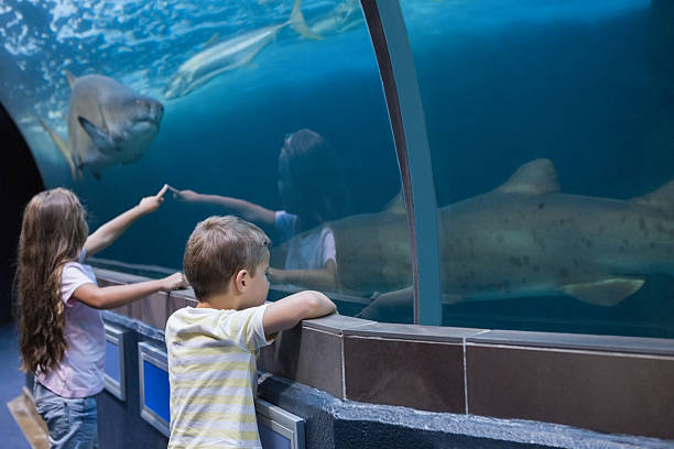 istock Little siblings looking at fish tank 480893150