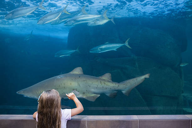 istock Little girl looking at fish tank 480893158