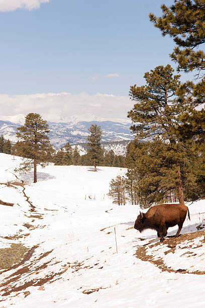 istock North American Bison Buffalo Roam Hillside Fresh Snow Blue Sky 480893306