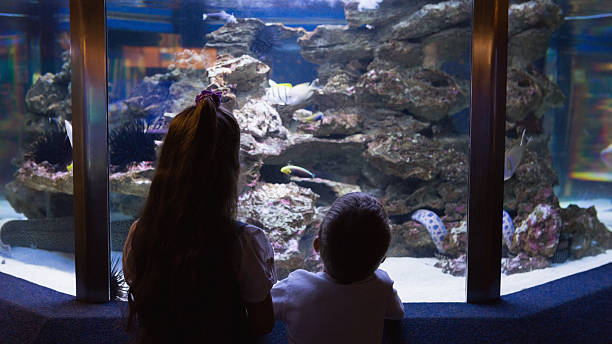 istock Little siblings looking at fish tank 480894314
