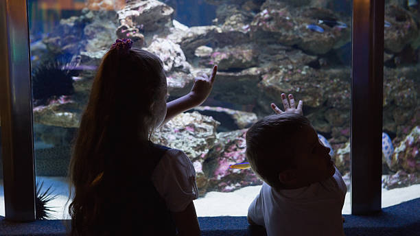 istock Little siblings looking at fish tank 480894318