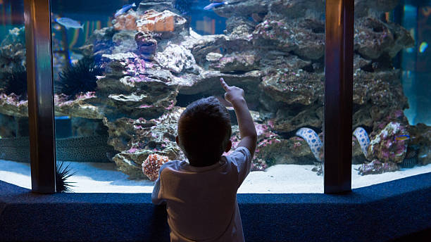 istock Little boy looking at fish tank 480894320