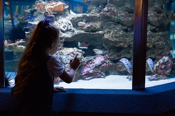 istock Little girl looking at fish tank 480894324
