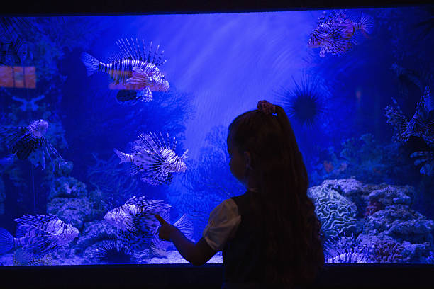 istock Little girl looking at fish tank 480894334