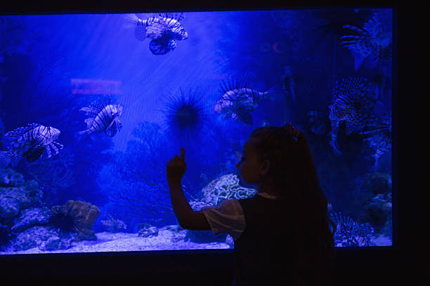 istock Little girl looking at fish tank 480894338