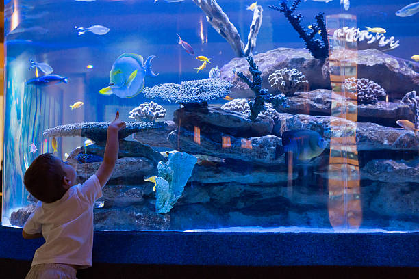 istock Little siblings looking at fish tank 480894348