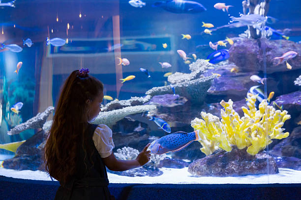 istock Little girl looking at fish tank 480894350