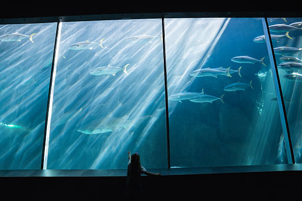 istock Little girl looking at fish tank 480894368