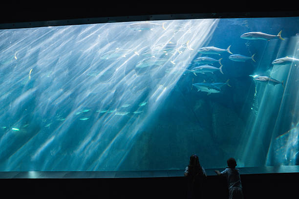 istock Little siblings looking at fish tank 480894370