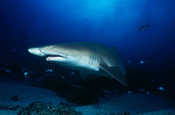 aliwal rewa, ocean indyjski, republika południowej afryki, tawrosz piaskowy - sand tiger shark zdjęcia i obrazy z banku zdjęć