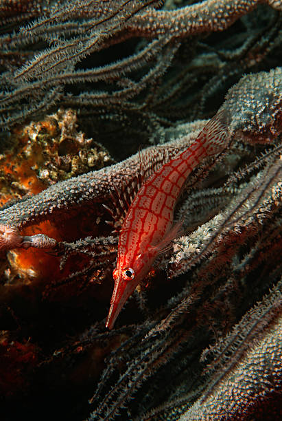 istock Mozambique, Indian Ocean, longnose hawkfish on black coral close-up 480896193