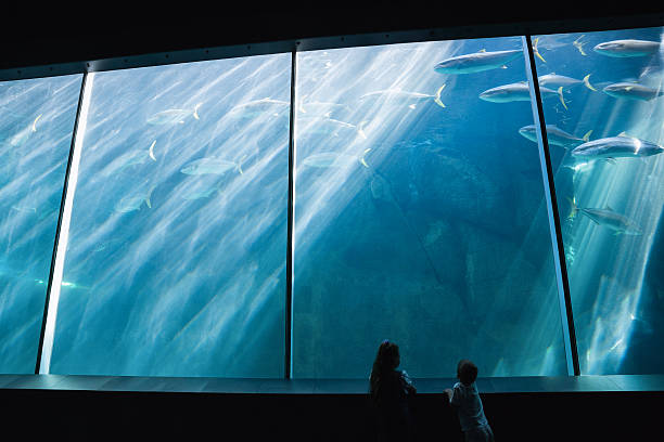 istock Little siblings looking at fish tank 480896558