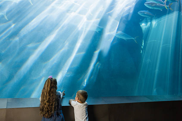 istock Little siblings looking at fish tank 480896564
