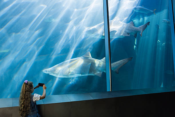 istock Little girl looking at fish tank 480896584