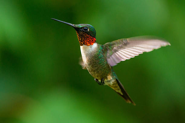 Male Ruby-throated Hummingbird wings fluttering Male Ruby-throated Hummingbird hummingbird stock pictures, royalty-free photos & images