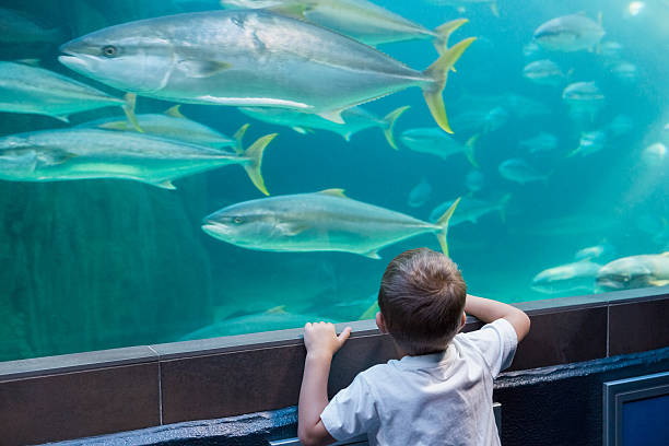 istock Little boy looking at fish tank 480896742