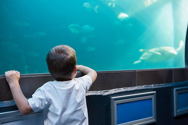 istock Little boy looking at fish tank 480896752