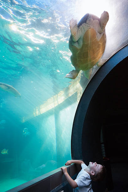 istock Little boy looking at fish tank 480896756