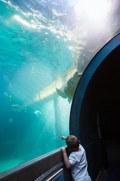 istock Little boy looking at fish tank 480896760