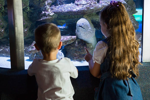 istock Little siblings looking at fish tank 480896810