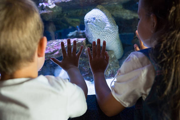 istock Little siblings looking at fish tank 480896816