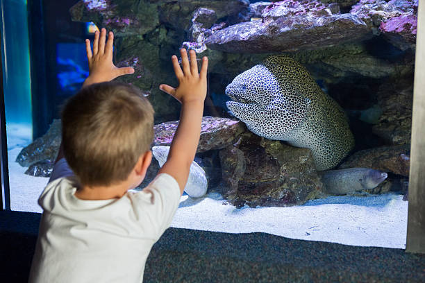 istock Little boy looking at fish tank 480896818