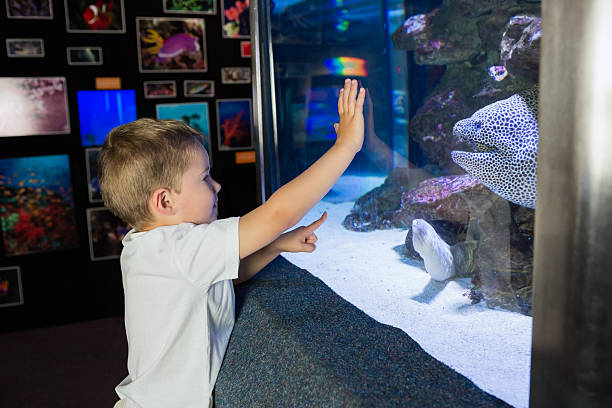 istock Little boy looking at fish tank 480896820