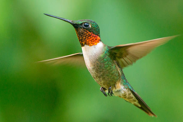 istock Male Ruby-throated Hummingbird in flight, wings blurred 480897118