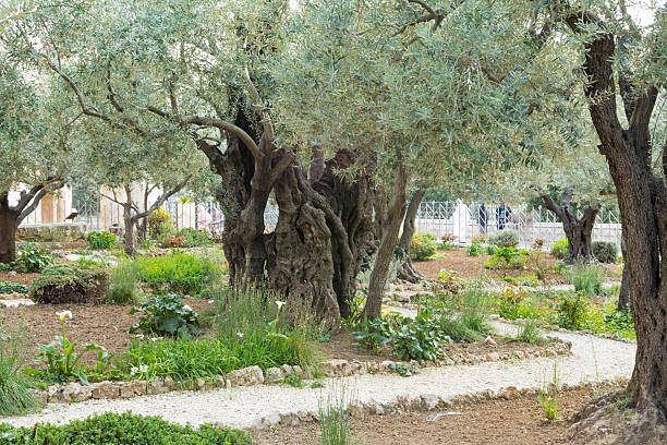 istock Garden of Gethsemane 480897190