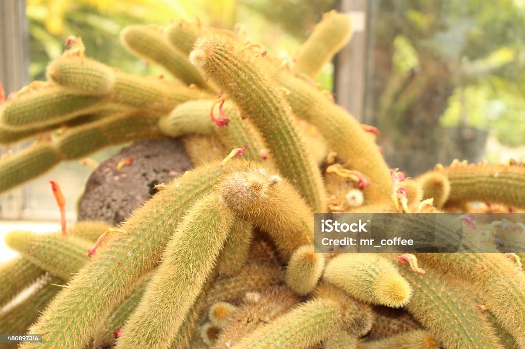 "Golden Rat Tail" cactus - Cleistocactus Winteri "Golden Rat Tail" cactus in Innsbruck, Austria. Its scientific name is Cleistocactus Winteri, native from Argentina to Uruguay. (See my arboretum) 2015 Stock Photo