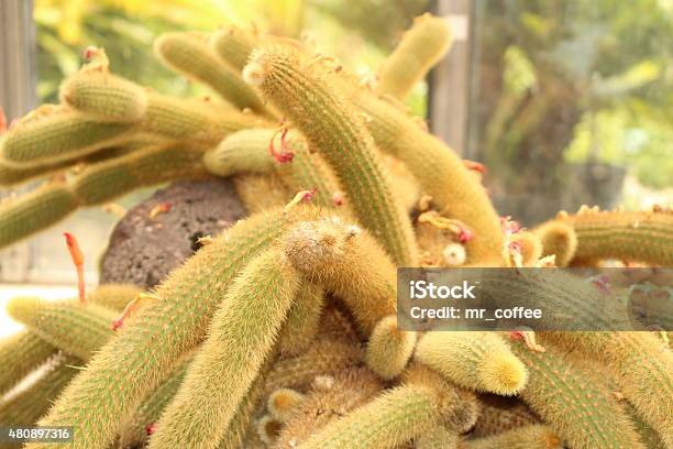Golden Rat Tail Cactus Cleistocactus Winteri Stock Photo - Download Image Now - 2015, Arboretum, Austria