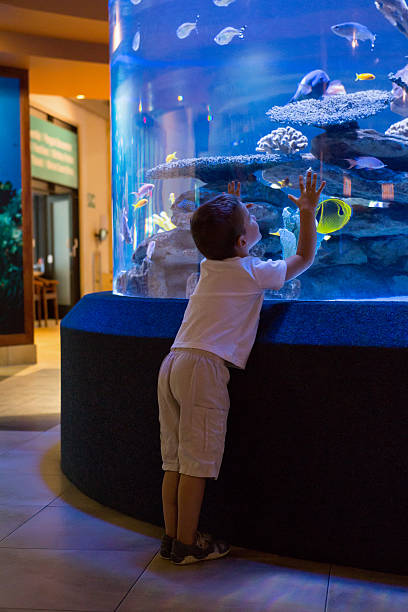 istock Little boy looking at fish tank 480897460