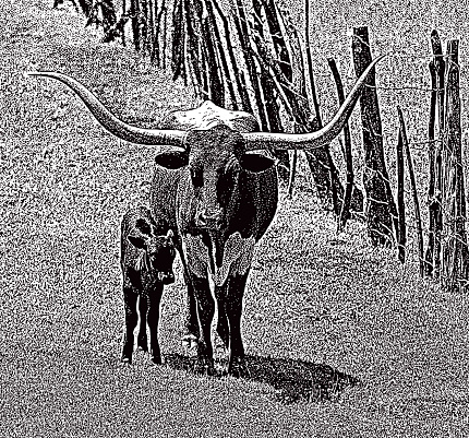 Stipple illustration of a Texas Longhorn with Calf.