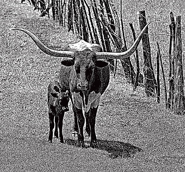 Texas Longhorn and Calf In Pasture Stipple illustration of a Texas Longhorn with Calf. rail fence stock illustrations